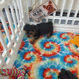 Yorkshire Terrier Puppies from Sugar Nana Yorkies