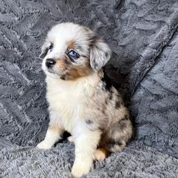Tess - Blue merle female Miniature Australian Shepherd puppy in Hokes Bluff, Alabama from Alegria Toy Aussies