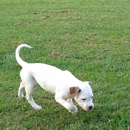 American Bulldog Puppies from Iron Will American Bulldogs