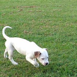 American Bulldog Puppies from Iron Will American Bulldogs