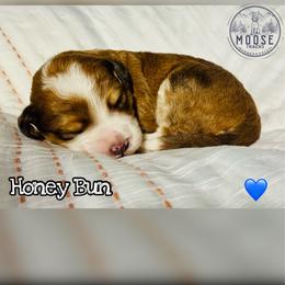 Honey Bun - Sable male Bernedoodle puppy in Belleville, Michigan from Moose Tracks Bernedoodles