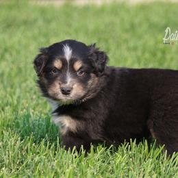 Australian Shepherd, Miniature American Shepherd, and Miniature Australian Shepherd Puppies from Painted Blue Aussies