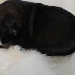 Male 1 - Sable male German Shepherd puppy in Ann Arbor, Michigan from Von Der Havier German Shepherds