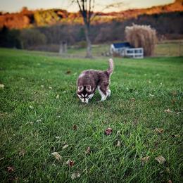 Siberian Husky Puppies from Wyant Farms