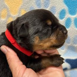 Boy 1 - Black and mahogany male Rottweiler puppy in Newfoundland, Pennsylvania from Poconopaws