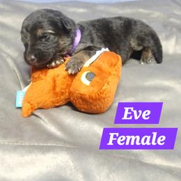 Eve Purple Collar - Black and red female German Shepherd puppy in Bedias, Texas from TiPi S Ranch's German Shepherds