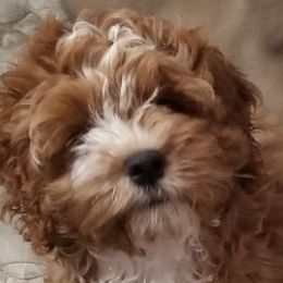 Fairy - Cockapoo