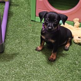 Miniature Pinscher Puppies from Pike's Pups