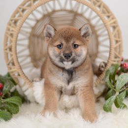 Megumi ❤️ Red Girl - Red female Shiba Inu puppy in Neosho, Missouri from Sunny Terrace Shibas