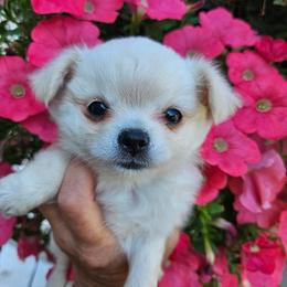 AKC GCHB SIRED GLACIER IN MAINE 3000.00 - Cream male Chihuahua puppy in Newport, Maine from Pinewood Acres Chihuahuas