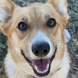 Sage - Pembroke Welsh Corgi