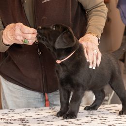 Mullaghmore Labradors - Black male Labrador Retriever puppy in Swampscott, Massachusetts from Mullaghmore Labradors