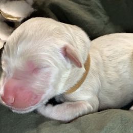 Boy 4 - Goldendoodle puppy in Shell Lake, Wisconsin from KC Acres