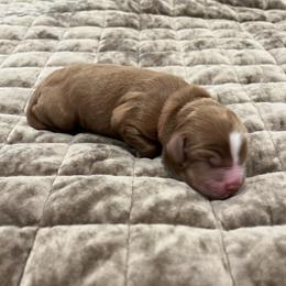 Cash - Red male Australian Labradoodle puppy in Denton, Texas from Dignity Labradoodles