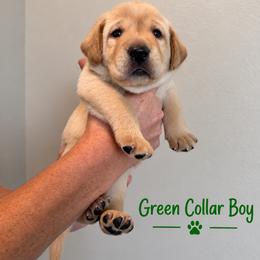 Green Collar Boy - Yellow male Labrador Retriever puppy in Las Vegas, Nevada from Lucky Labrador Retrievers