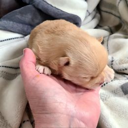 Spice - Orange female Pomeranian puppy in Cabot, Arkansas from Merri's Pom's
