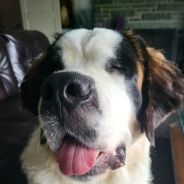 Jr - Saint Bernard