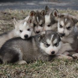 Alaskan Malamute Puppies from October Skies Alaskan Malamutes