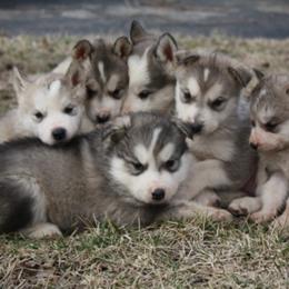 Alaskan Malamute Puppies from October Skies Alaskan Malamutes