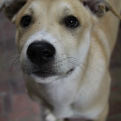 Carolina Dog Puppies from Williams Sweet Carolina