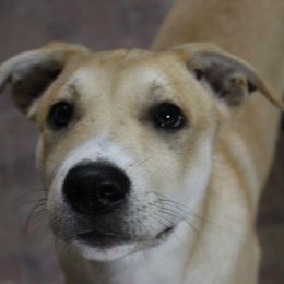 Carolina Dog Puppies from Williams Sweet Carolina