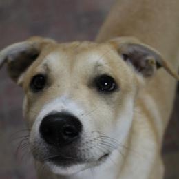 Carolina Dog Puppies from Williams Sweet Carolina