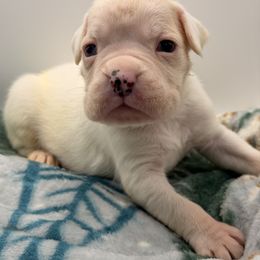 Blaze - White male Boxer puppy in Oak Lawn, Illinois from Chicago Boxers & Yorkies