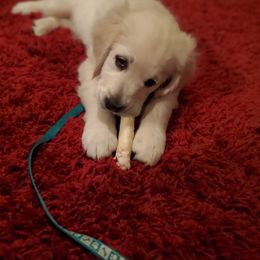 Golden Retriever Puppies from Kansas Prairie Pups
