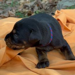 Arrow - Black and rust male Doberman Pinscher puppy in Toney, Alabama from Bhon Mhuir Dobermanns