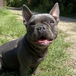 Ariel - French Bulldog