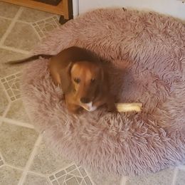 Dachshund All Grown Up from Crouchs Kennels & Rescue