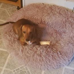 Dachshund All Grown Up from Crouchs Kennels & Rescue