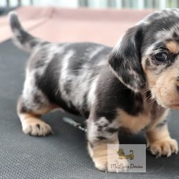 Dachshund Puppies from McLovin Doxies
