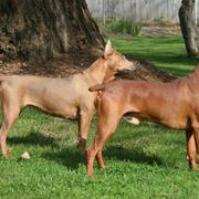 German Pinscher All Grown Up from RiverRAT Barn Hunt