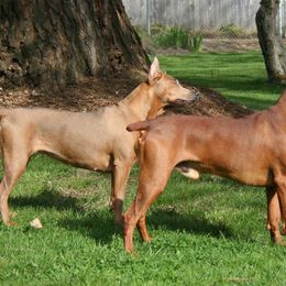 German Pinscher All Grown Up from RiverRAT Barn Hunt