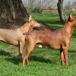 German Pinscher All Grown Up from RiverRAT Barn Hunt