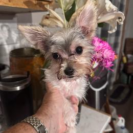 Mia (click on pic) - Parti female Yorkshire Terrier puppy in Kingston, Oklahoma from Lake Life