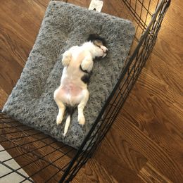 Cavalier King Charles Spaniel Puppies from Cassie’s Cavaliers