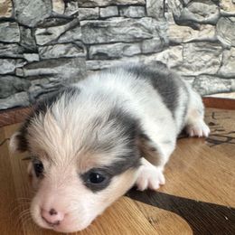 Female Bluie Merle - Gray and white female American Corgi puppy in Scottown, Ohio from Wyndy Ridge Corgis