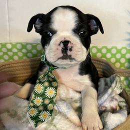 Sonny - Black and white male Boston Terrier puppy in Mountain Home, Arkansas from B and T Lewis Farms