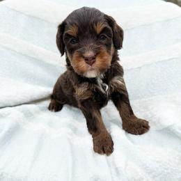 Ellie - Phantom female Bernedoodle puppy in Wamego, Kansas from Doodles of Oz