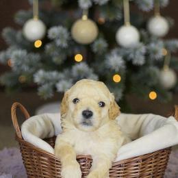 Glacier - Apricot male Maltipoo puppy in St. George, Utah from Winchester Hills Poodles and Doodles