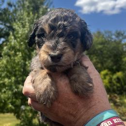 Boy 1 - Gray male Springerdoodle puppy in Sterling, Michigan from Springerdoodles In MI