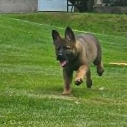 Girl 3 - Sable female German Shepherd puppy in Richland, New York from Hirten Bray Hugel