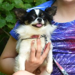 Papi - Chihuahua