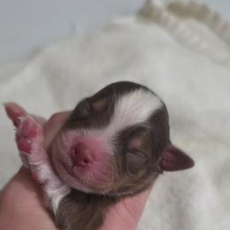 A - Red tri male Miniature Australian Shepherd puppy in Killen, Alabama from Wilkers Wholehearted Mini Aussies