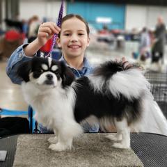 Quinn - Tibetan Spaniel