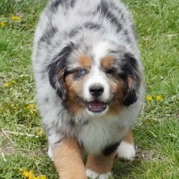 Miniature American Shepherds from Circle A Farm