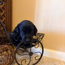 Tilly - Black female Labrador Retriever puppy in Richfield, Utah from Stormy River Retrievers