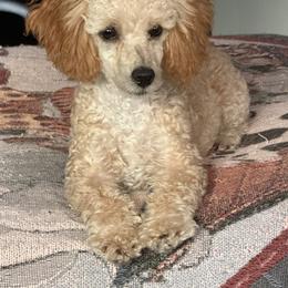 Peanut - Apricot male Poodle puppy in Kingwood, Texas from Cedar Falls Toy Poodles
